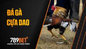 Cá cược đá gà cựa dao tại 789BET