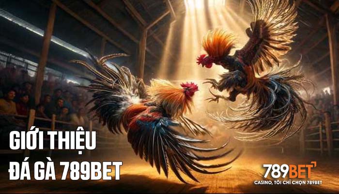 Đá Gà 789BET sân chơi đá gà trực tuyến hàng đầu Việt Nam Đá Gà 789BET sân chơi đá gà trực tuyến hàng đầu Việt Nam