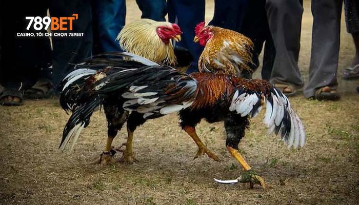 Giới thiệu và đá gà cựa dao tại 789BET Giới thiệu và đá gà cựa dao tại 789BET